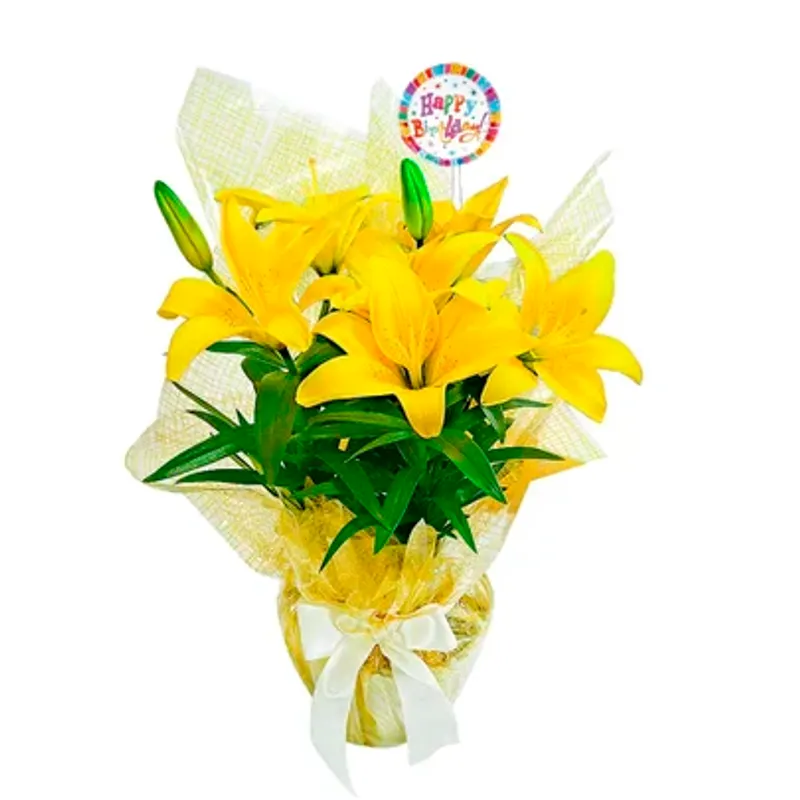 Flores de lirio amarelo plantadas em vaso